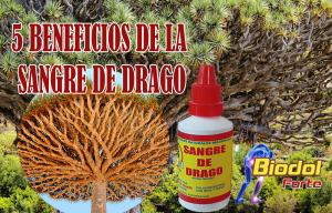 5-BENEFICOS-DE-LA-SANGFRE-DE-DRAGO-biodol-forte-artrosis-artritis-biofix--blog